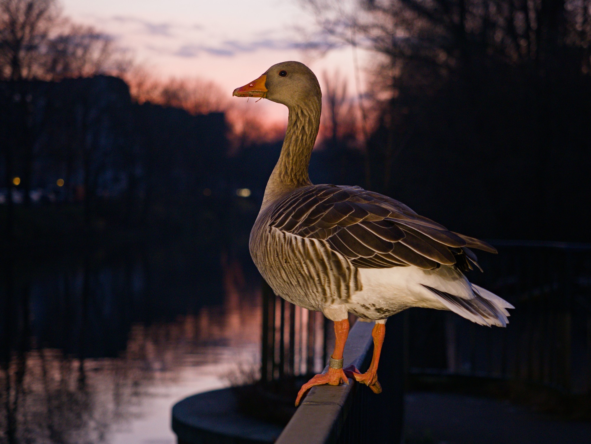goose photo as placeholder